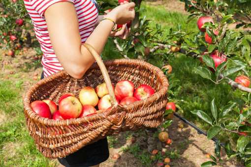 The 9 Best Apple Orchards in California!