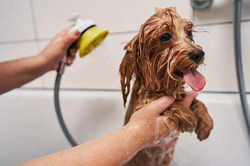 10 Best Pet Groomers in California!