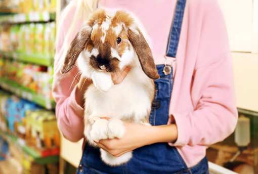 The 7 Best Pet Stores in California!